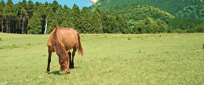 牧草地の馬